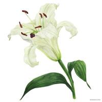 Blooming flower of White Oriental Lily, botanical traced watercolor vector