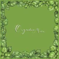 Watercolor frame with green basil leaves on a white background vector