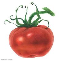 tomate rojo fresco, ilustración botánica de acuarela trazada vector