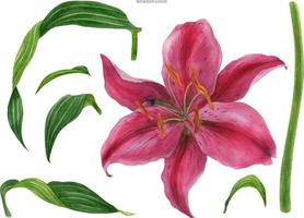 Asian Lily Stargazer flower and leaves, traced watercolor vector