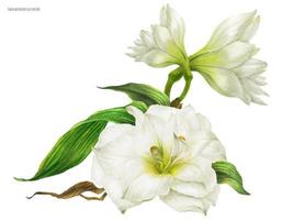 Bridal corsage bouquet with white hippeastrum, realistic watercolor traced illustration vector