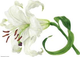 Blooming flower branch of White Oriental Lily, botanical traced watercolor vector