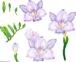 Freesia lilac flowers and buds, traced watercolor illustration vector