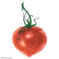 Heart-shape red tomato, botanical watercolor traced illustration vector