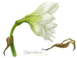 Hippeastrum flower side view, traced watercolor art