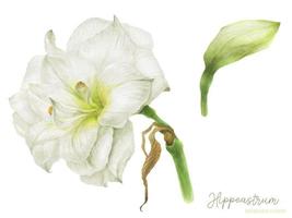 Hippeastrum flower and bud, botanical watercolor with clipping path vector