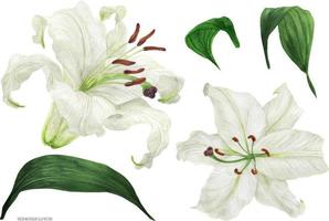 flores y hojas de lirio oriental blanco, acuarela botánica trazada vector