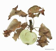fruta de manzana con hojas, acuarela botánica realista en tendencia barroca, rastreada vector