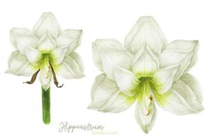 Hippeastrum flower in front view, traced watercolor
