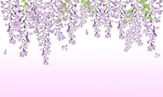 vector wisteria beautiful flower