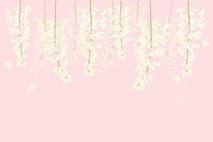 vector wisteria beautiful flower