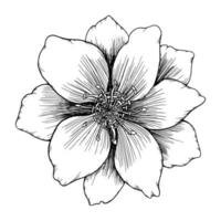 vector drawing and line  flower