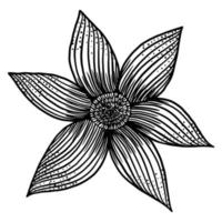 vector drawing and line  flower