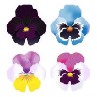 vector pansy colorful flower