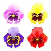 vector pansy colorful flower