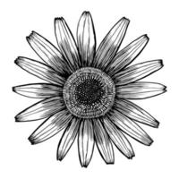 vector drawing and line  flower