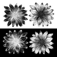 vector drawing and line  flower