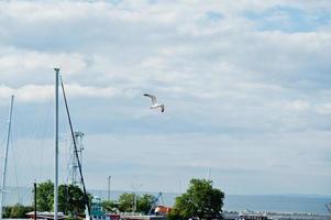 gaviota voladora en el cielo azul soleado. foto