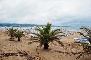 palmeras en la playa soleada en el mar negro en bulgaria. vacaciones de verano viajes vacaciones. foto