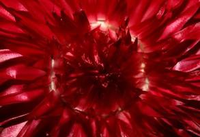 Red flower blossom close up botanical background Helichrysum bracteatum family Compositae high quality big size prints home decoration photo