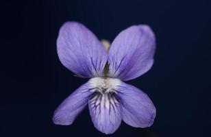 Purple flowering blossom close up viola riviviana family violaceae botanical high quality big size prints modern background photo