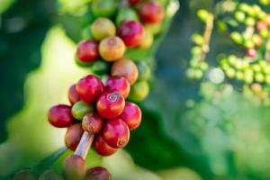 granos de café en el árbol en la montaña en la granja del norte de tailandia. foto