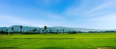 Panorama of rice field with mountains natural background.