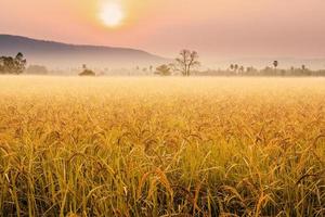 Beautiful morning fog in the rice fields. photo