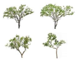 Tree isolated on white background photo