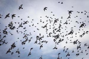 bandada de palomas de carreras de velocidad volando contra el cielo nublado foto