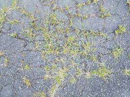 asphalt or pavement with grasses and cracks photo