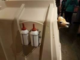 baby cow or calf in container with milk bottles photo