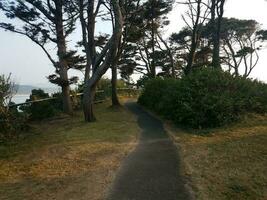 asphalt trail and trees with water on Oregon coast photo