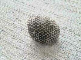 bee or wasp nest on grey cement floor photo