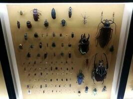 small and large pinned beetle insects under glass photo