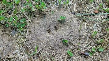 ant mound or hill in dirt with grass or lawn photo