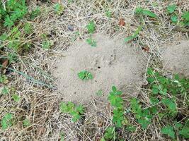 dirt ant hill or mound and grass photo