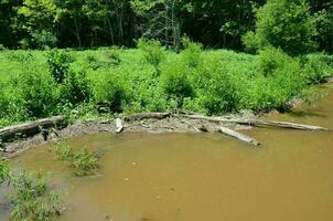 beaver dam with mud and sticks and branches and water photo