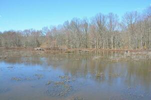 beaver lodge with sticks and water and trees photo