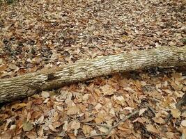 tronco de árbol desgastado caído con hojas marrones foto