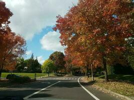 asphalt street with trees and orange and red leaves photo