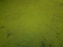 plantas de algas verdes que cubren el agua estancada en un lago foto