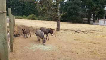 burros en miniatura en un recinto con caca y hierba marrón foto