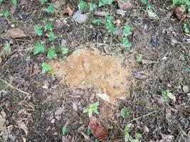 ant hill or mound in the dirt or soil photo