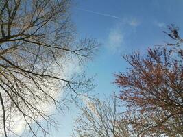 trees, clouds, and sky with airplane and contrail photo