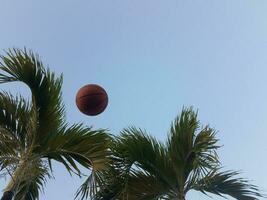 basketball in the air with palm trees photo