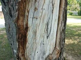 tree trunk with bark stripped off photo