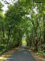 asphalt path through the woods photo