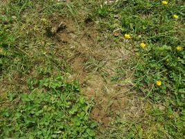 ant hill dirt pile and green grass photo