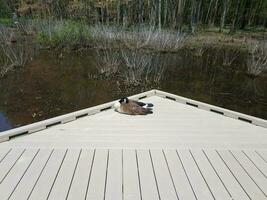 goose sitting on wood boardwalk with water in swamp photo